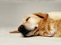 sleeping-cat-and-dog-pets-backgrounds.jpg