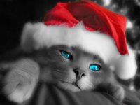 christmas-cat.jpg