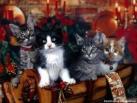 Christmas-Cat-02wallpapers-5112.jpg