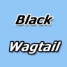 Black Wagtail