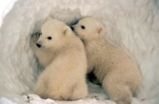 polar-bear-cubs.jpg