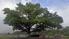 Oak Tree.jpg
