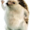 Hedgehog Doing Ok Sign Poster