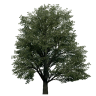 HD Trees for Spa Francorchamps